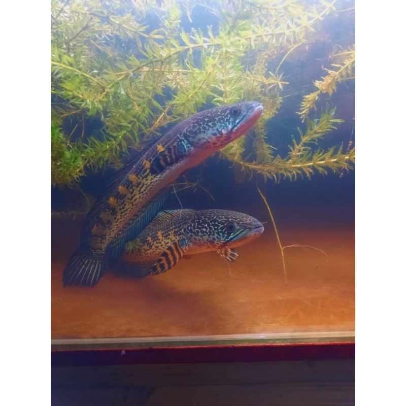 Auranti great A 1 pair isi 2 uk 7-10 cm