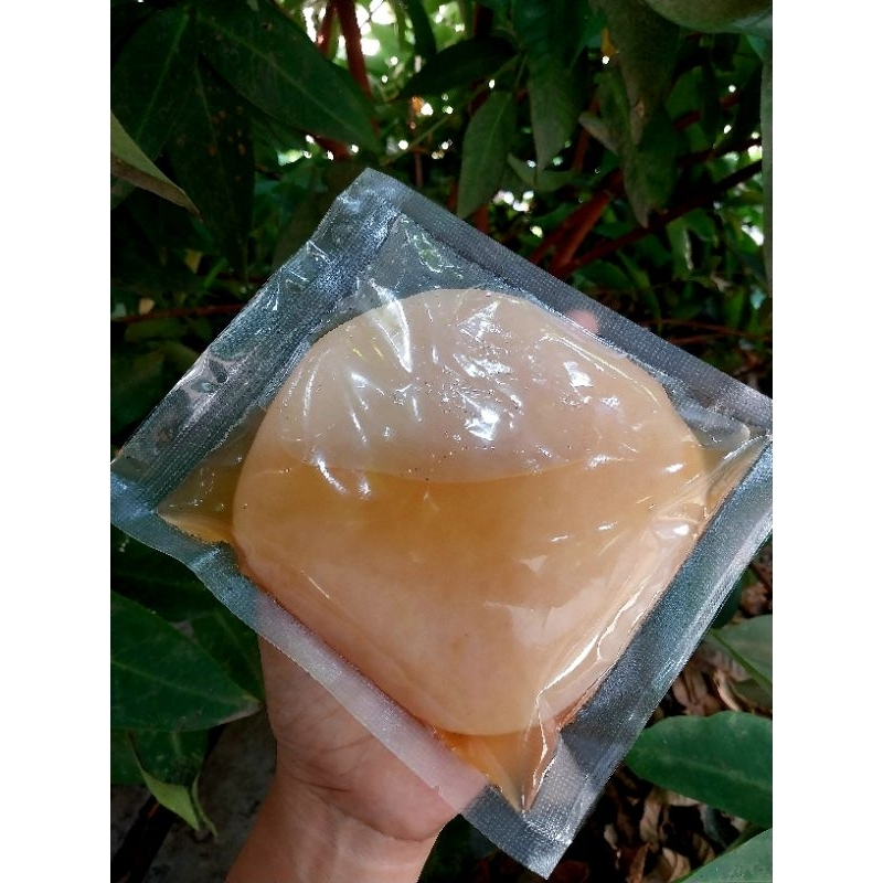 

SCOBY JAMUR KOMBUCHA PREMIUM ORGANIK MURAH DENGAN STARTER LENGKAP TUTORIAL