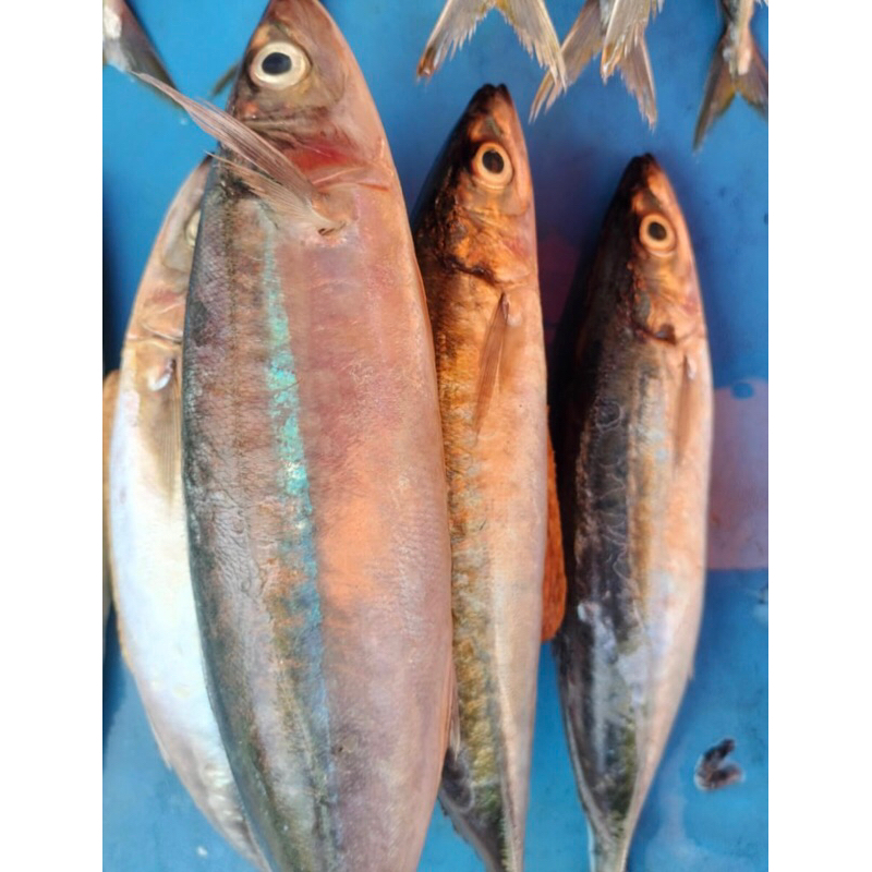 

Ikan Layang Segar Berkualitas isi 4-6ekor tergantung ukuran