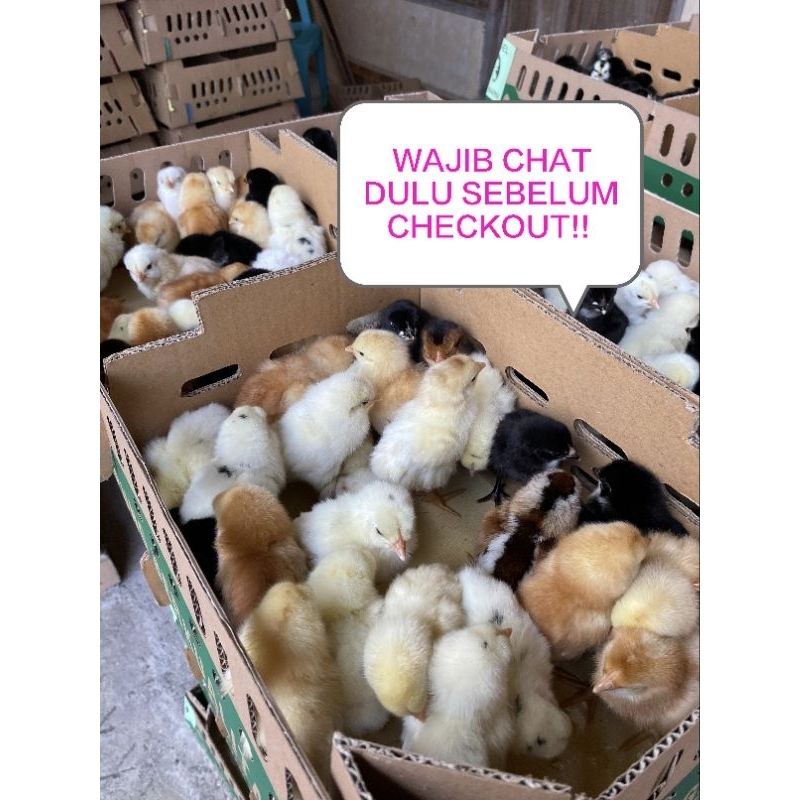 DOC AYAM KAMPUNG SUPER/JOPER DOUBLE VASKIN MERK PANDAN WANGI ISI 102 EKOR