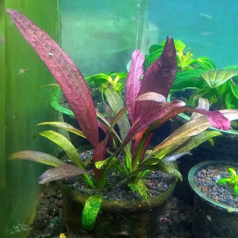 Echinodorus Loba