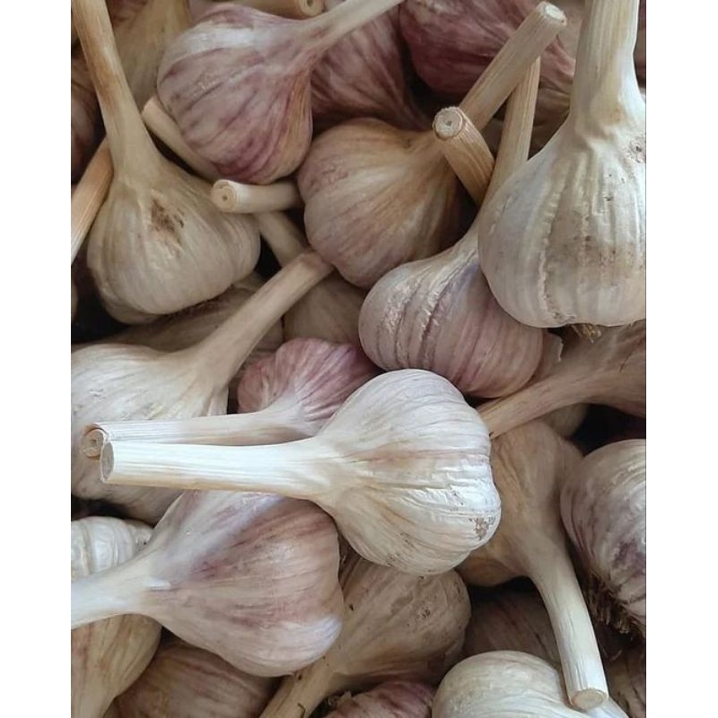 

BAWANG PUTIH KATING | 1KG | Bersih | Pasti Ready