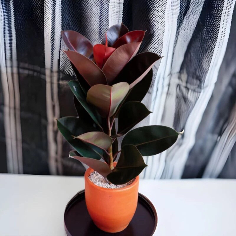 Pohon Karet Jepang merah, pohon Karet kebo merah tanaman karet kebo