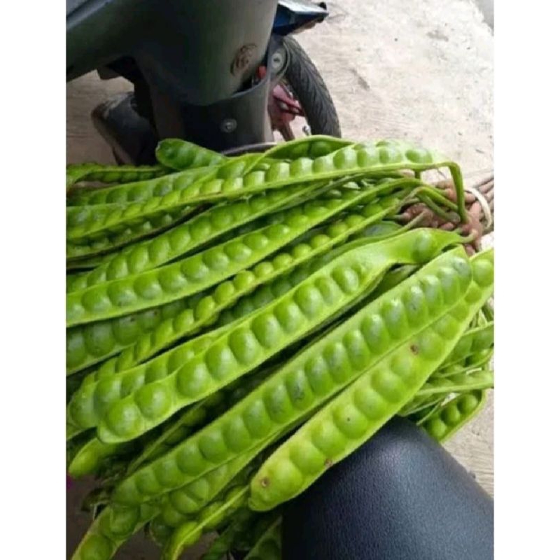 

pete murah petai murah 3 papan