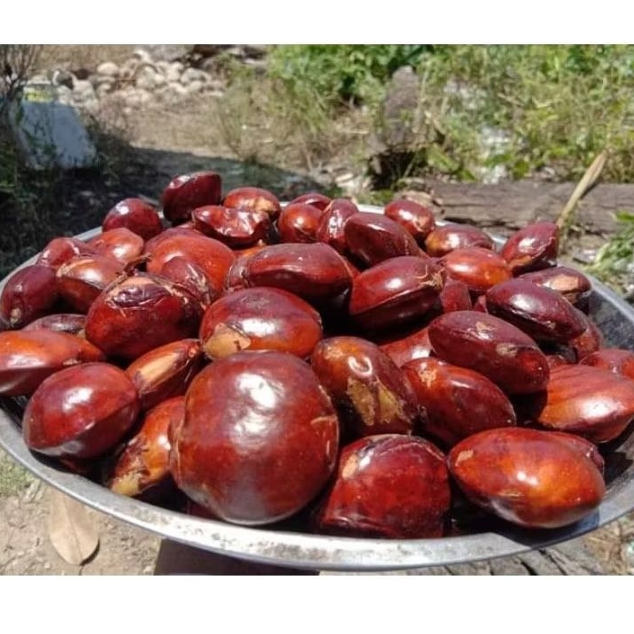 

jengkol/jring tua mentah