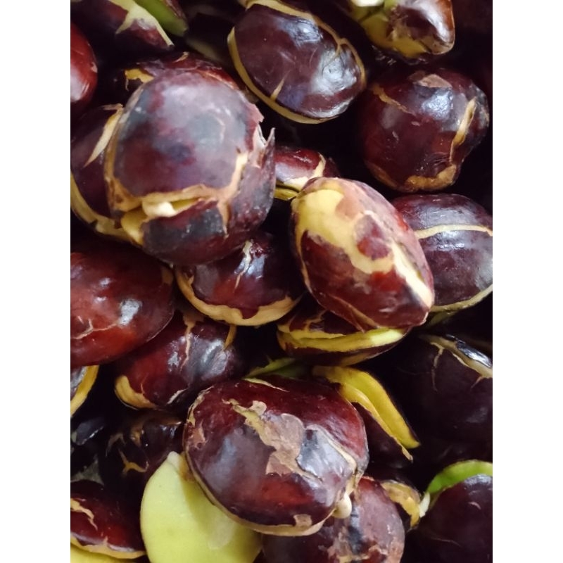 

jengkol Tua kwalitas terbaik kemasan sekilo/1kg ukuran campur