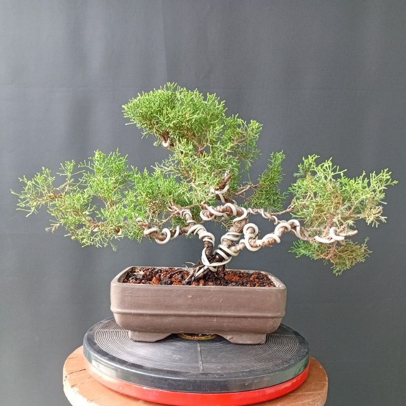 Bonsai Cemara Sargenti