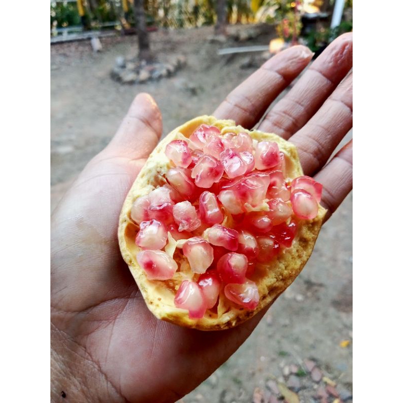 

buah delima / pome /delima freshh dari pohon