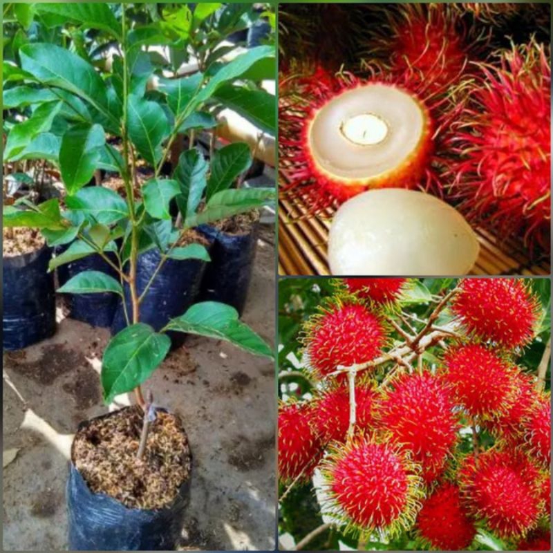 

Bibit Buah Rambutan Rafiah Okulasi