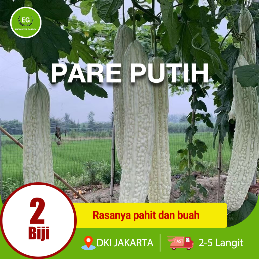 Benih Bibit Pare Putih HIGH MOON - Bibit Tanaman Sayur Sayuran Pare Paria Unik Pare Raden Gambas