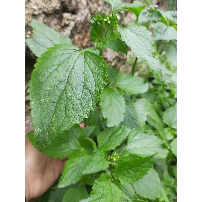 

Daun bandotan/ babadotan 10 pohon