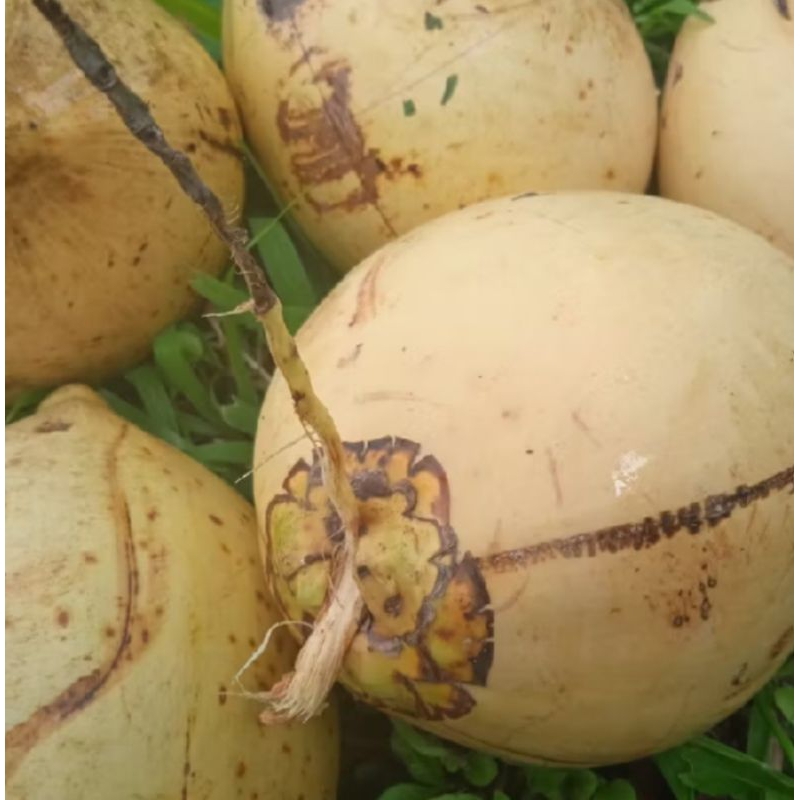 

buah kelapa gading kuning muda perbutir