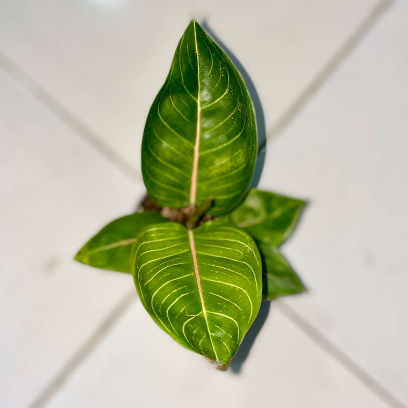 Aglaonema Black Moonlight gerhana