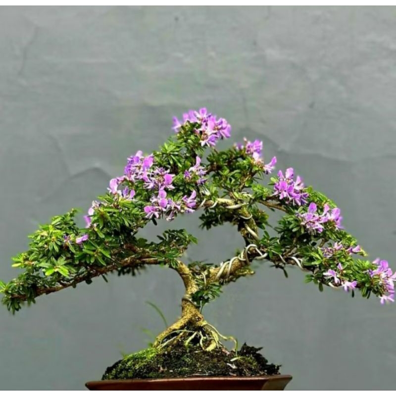 Tanaman Hias Bunga Saeng Simbur / Bahan Bonsai Saeng Simbur