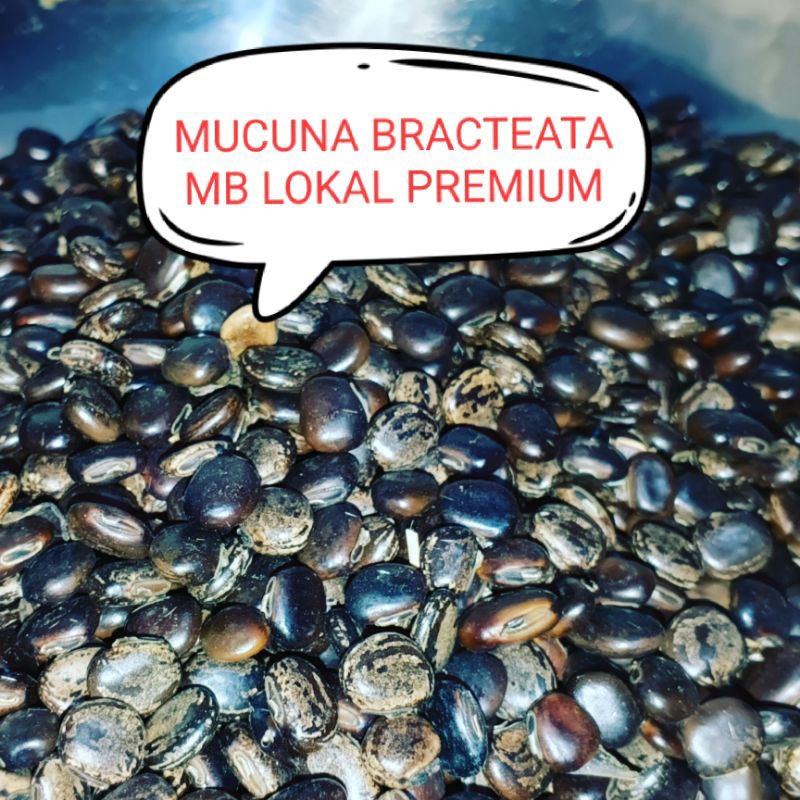 

MUCUNA BRACTEATA LOKAL BERKUALITAS 1 Kg MB LOKAL MUCUNA KACANGAN MUCUNA BTLRACTEATA COVER CROP MUCUNA BRACTEATA KACANG KACANGAN LOKAL MB KACANGAN MB MURAH COVER CROP MURAH MUCUNA BRACTEATA LOKAL PREMIUM