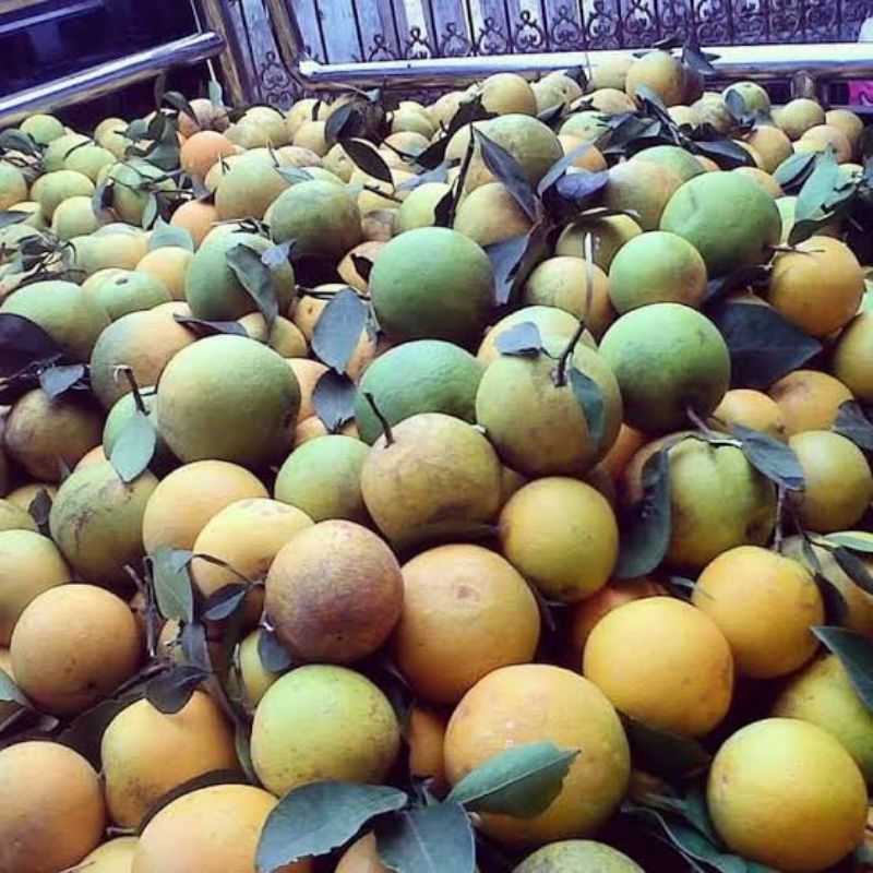 

buah jeruk peras manis 10kg kas kota batu