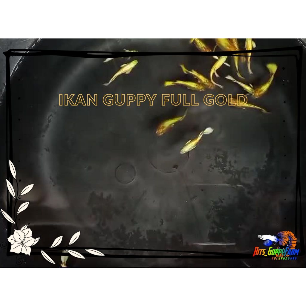 PAKET SEPASANG IKAN GUPPY FULL GOLD HIASAN AQUASCAPE KOLAM