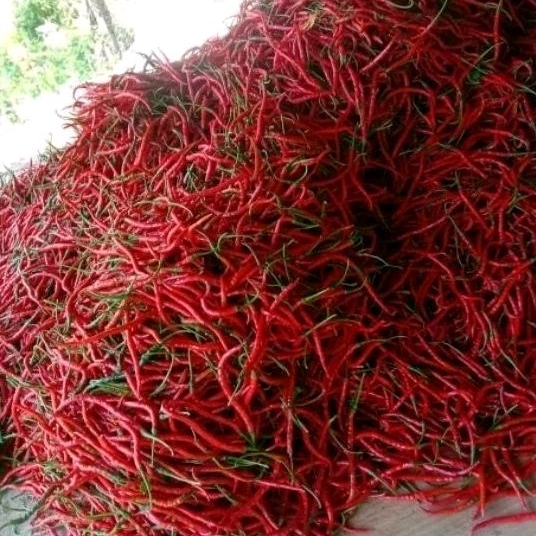 

cabe merah keriting 500gr