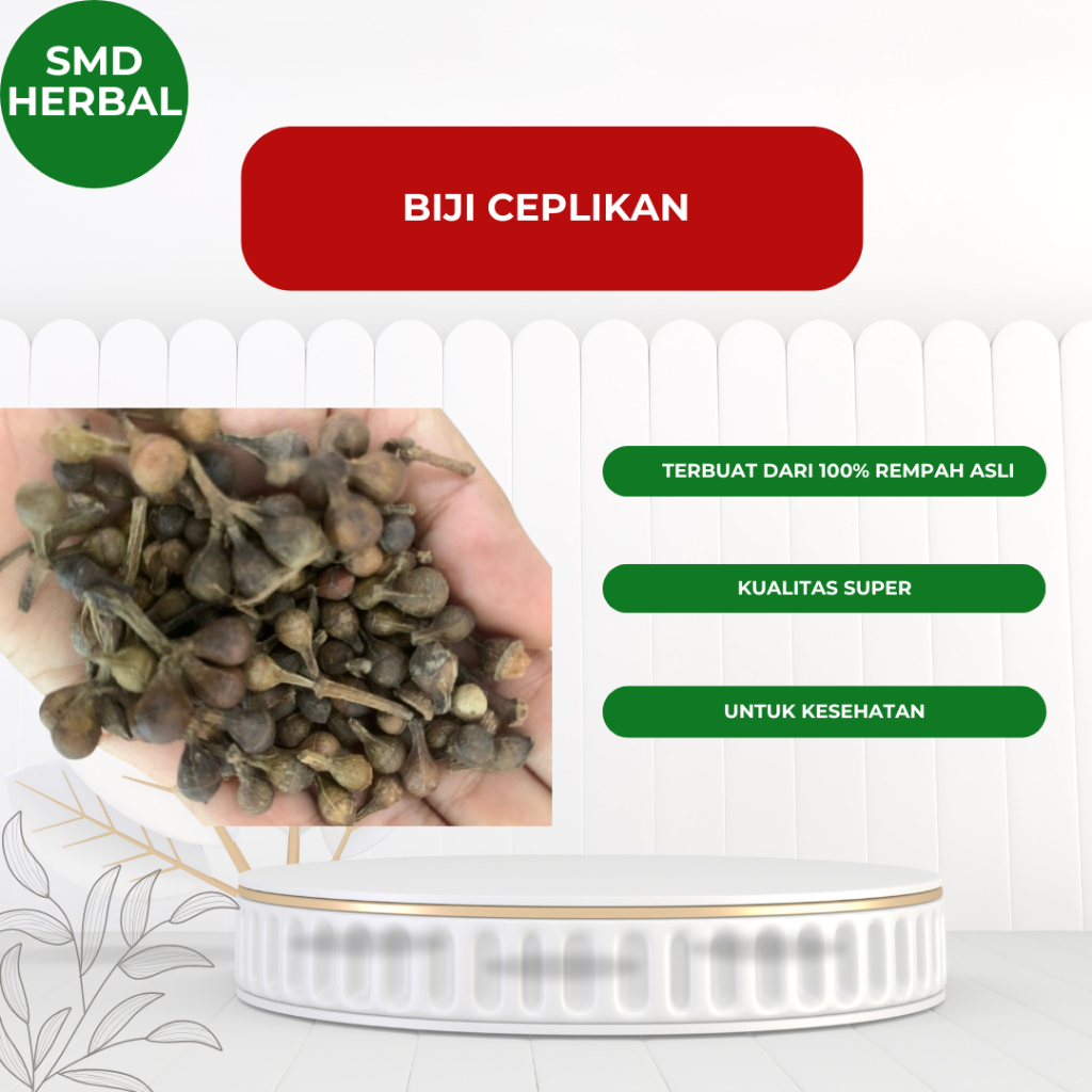 

Biji Ceplikan | Ceplikan Kering
