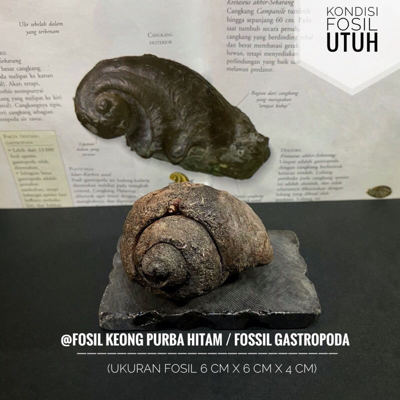 Fosil Keong Hitam Natural A37 atau Fossil Gastropoda atau Fosil Kerang atau Fosil Kol Buntet Alam at