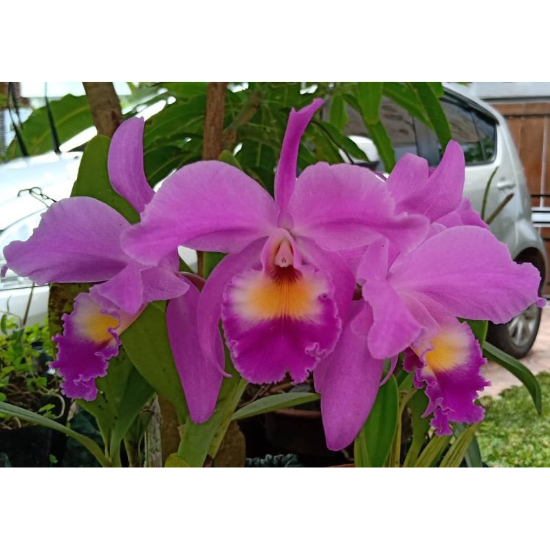 anggrek cattleya mantini murah