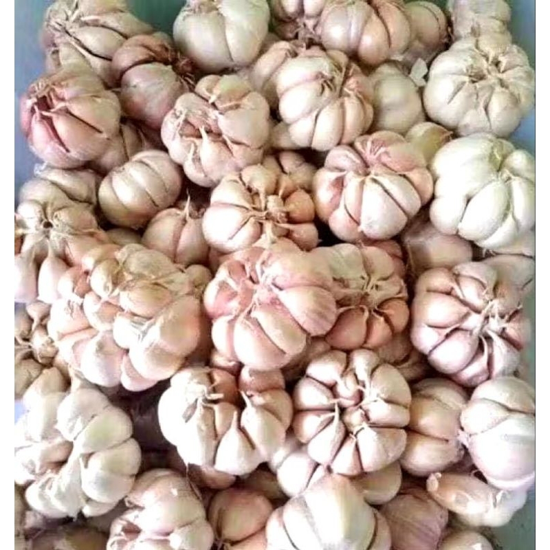 

Bawang Putih Bersih