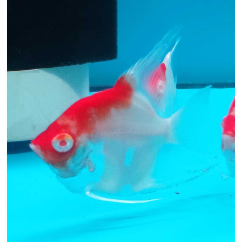 Ikan Manfish Red Cap Albino RCA Ikan Layang Layang 2 cm s/d 8 cm