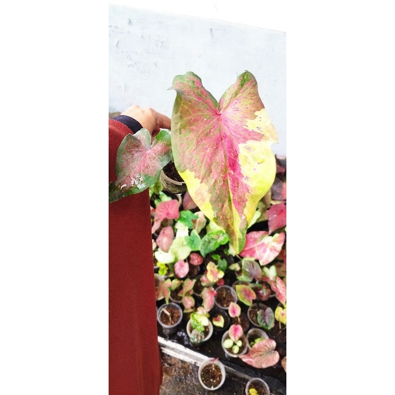 caladium NPK remaja