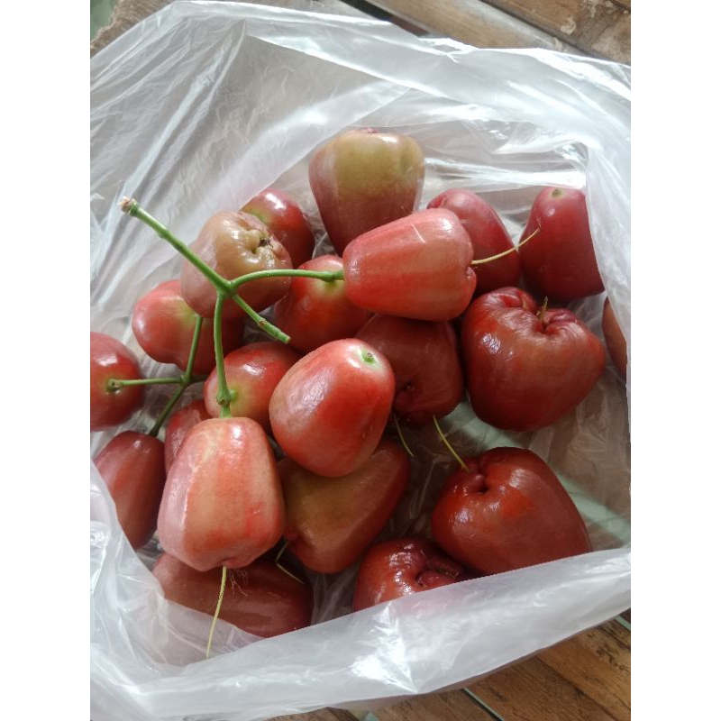 

jambu manis