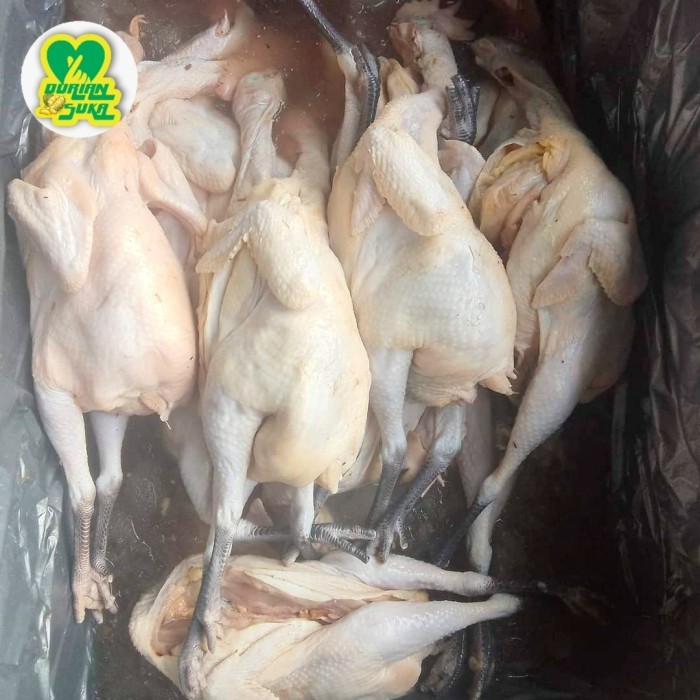 

Ayam Kampung 1 Ekor Utuh dan Bebek Muda Utuh Fresh Frozen Premium