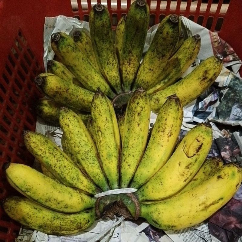 

pisang barangan medan