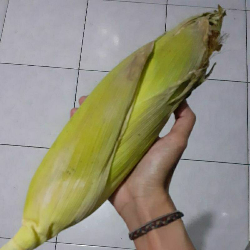 

Jagung Manis besar 1kg