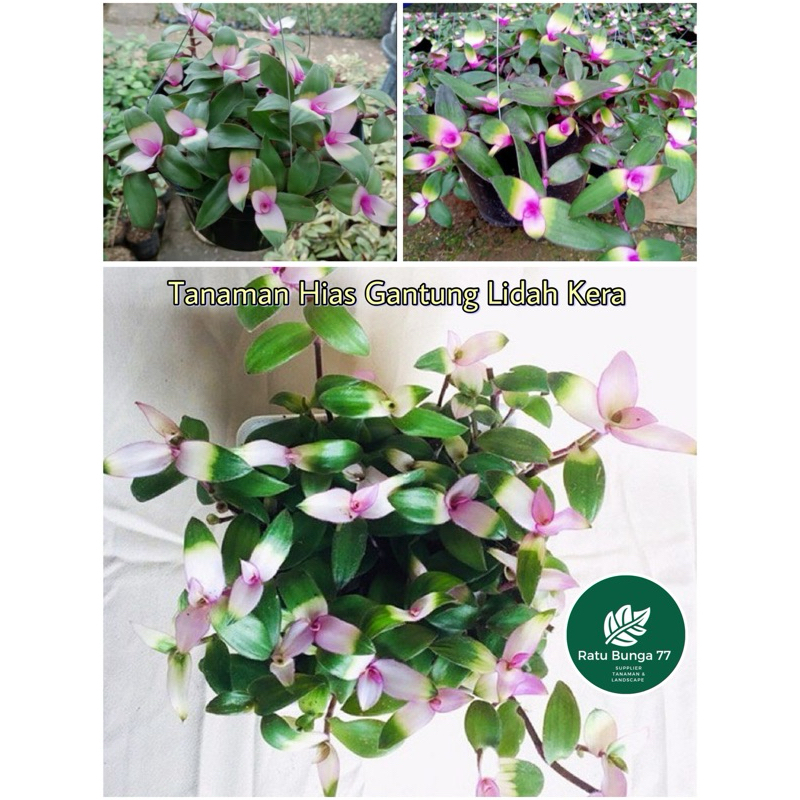 Tanaman Hias Gantung Lidah Kera