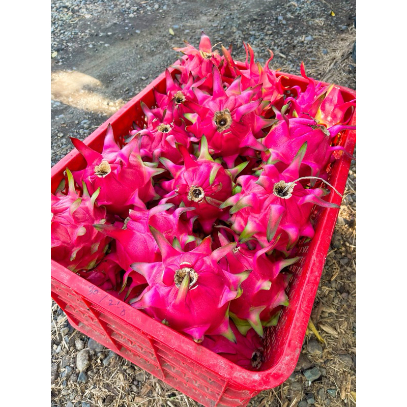 

Buah Naga Merah, pilihan Kelas A. Fresh, order langsung petik.