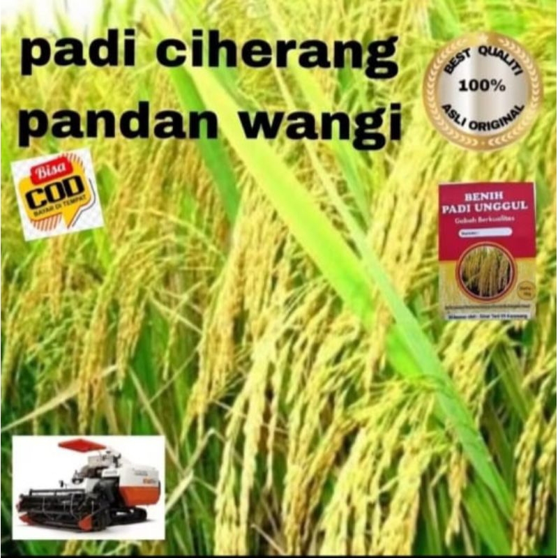 BIBIT BENIH PADI CIHERANG PANDAN WANGI 1KG