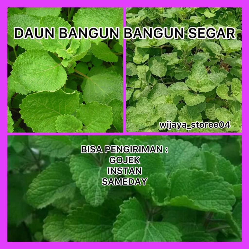 

DAUN BANGUN BANGUN HERBAL SEGAR