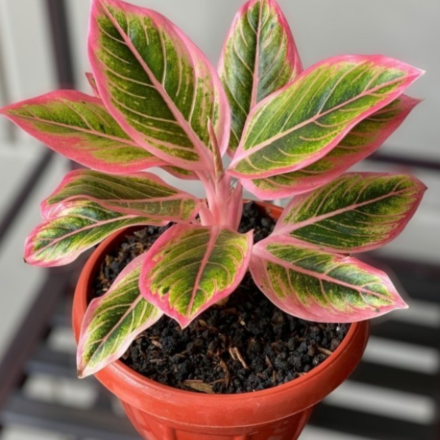 TANAMAN HIAS AGLONEMA LIPSTIK PINK WARNA CANTIK