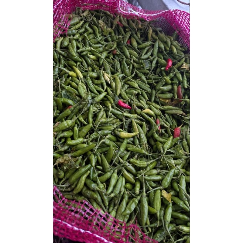 

Cabe Rawit Hijau