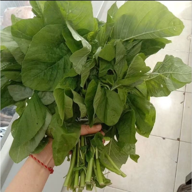 

sayur bayam potong 1 ikat