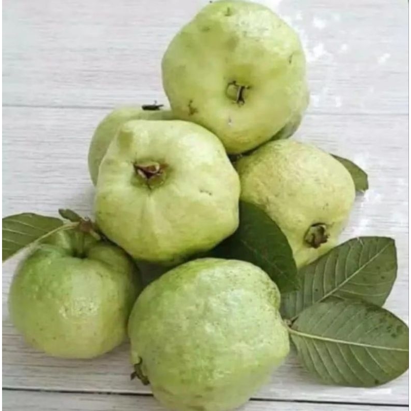 

JAMKRIS KEMASAN 500Gram Petik Langsung dari Pohon