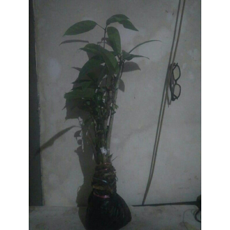 

POHON HANTAP