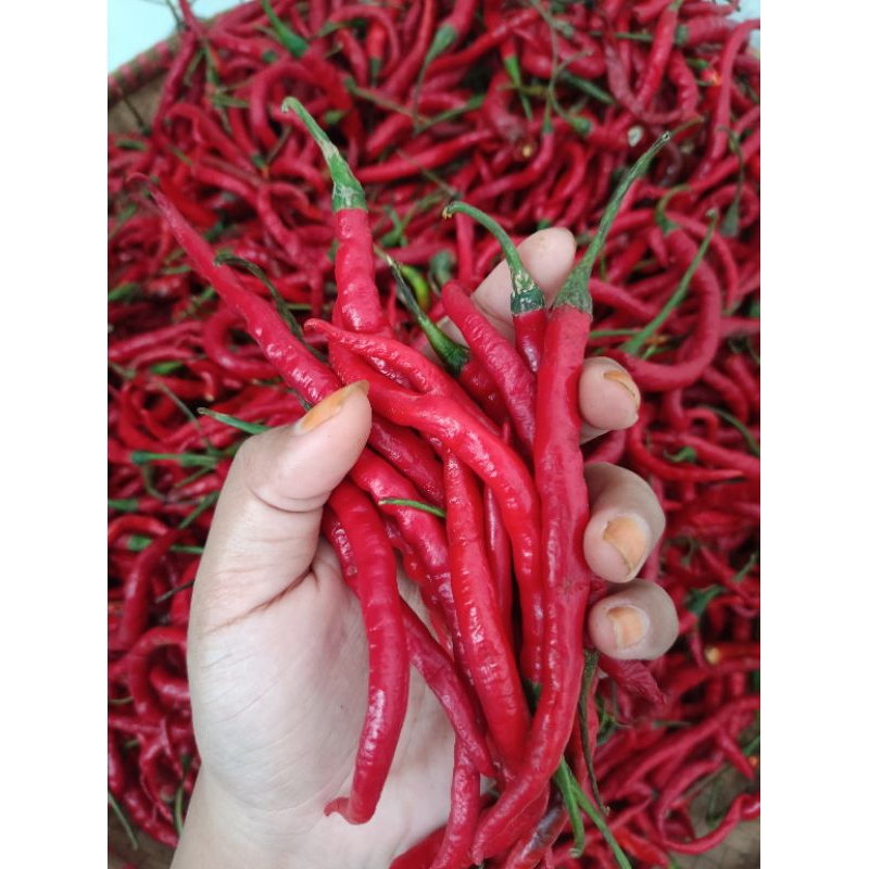 

cabe merah murah
