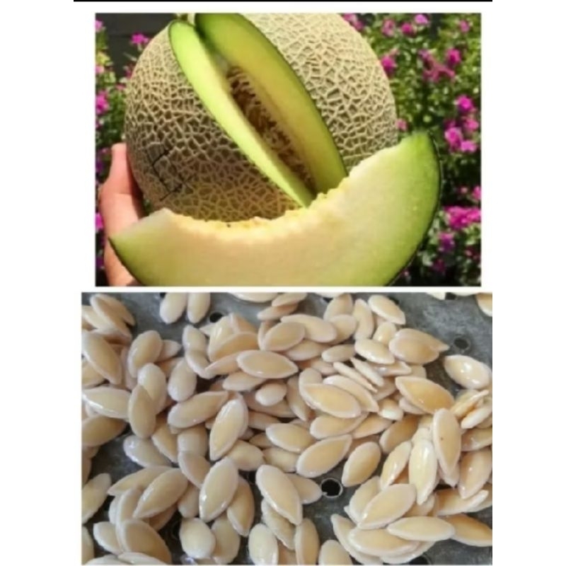 

PROMO MURAH 100 BENIH MELON MADU SUPER MANIS