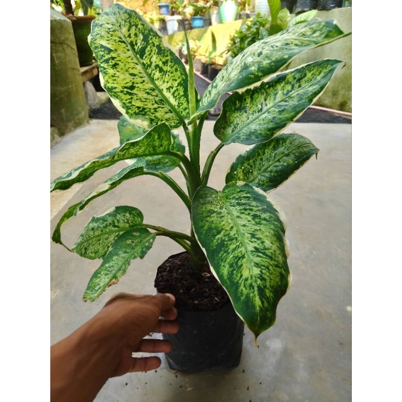 Tanaman hias diven brazil/diven candi