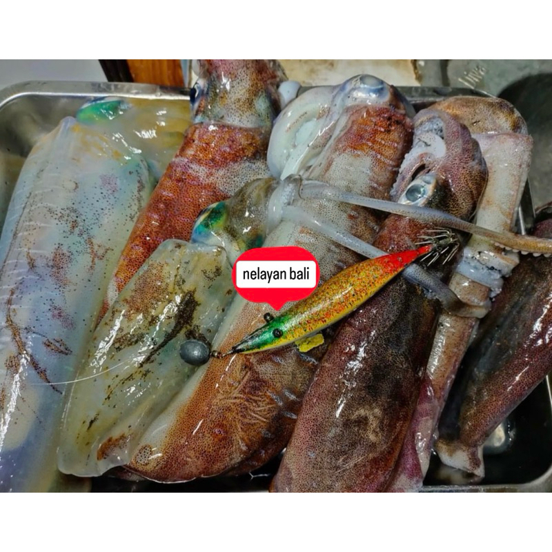 

Cumi Tube & Cumi pen harga per 10kg frozen