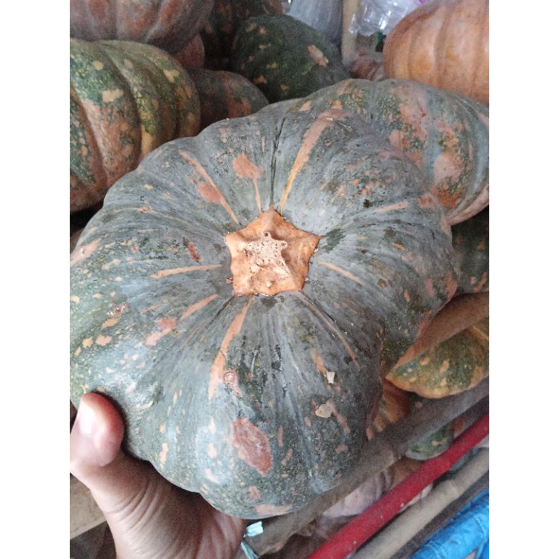 

Labu kuning | Labu parang per butir | pumpkins berat +- 2 kg | Labu kolak