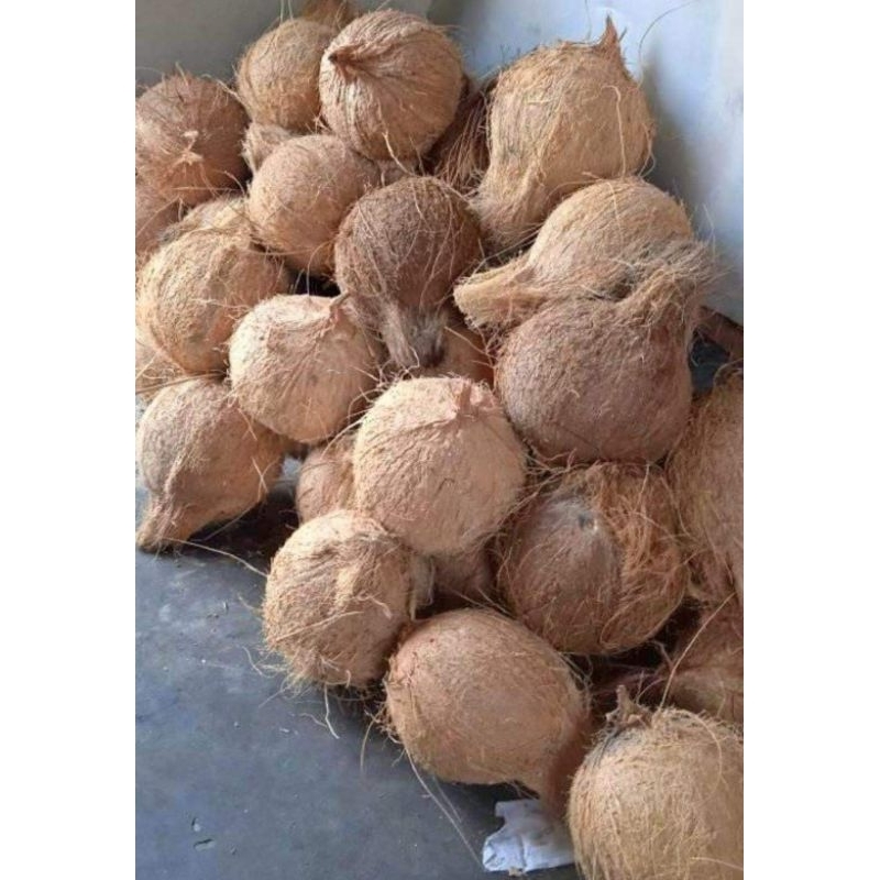 

Kelapa Tua Sudah di Kupas Utuh dengan Air nya
