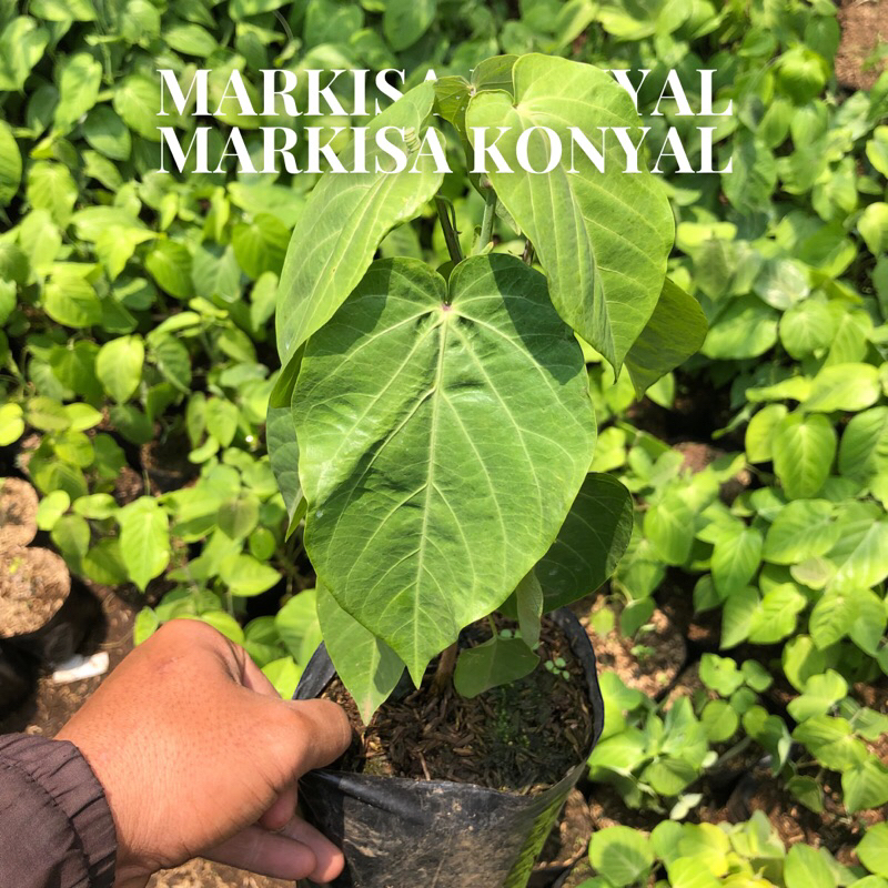 Bibit Tanaman Buah Markisa Konyal Orange / Markisa Madu