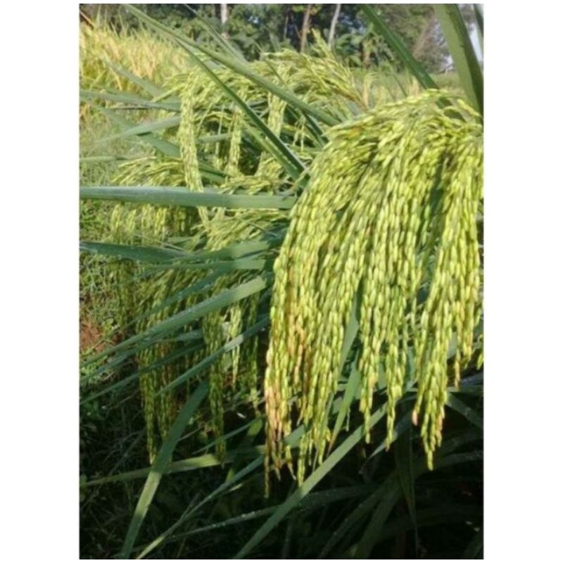 BENIH PADI CAKRABUANA 04 ORIGINAL 1KG