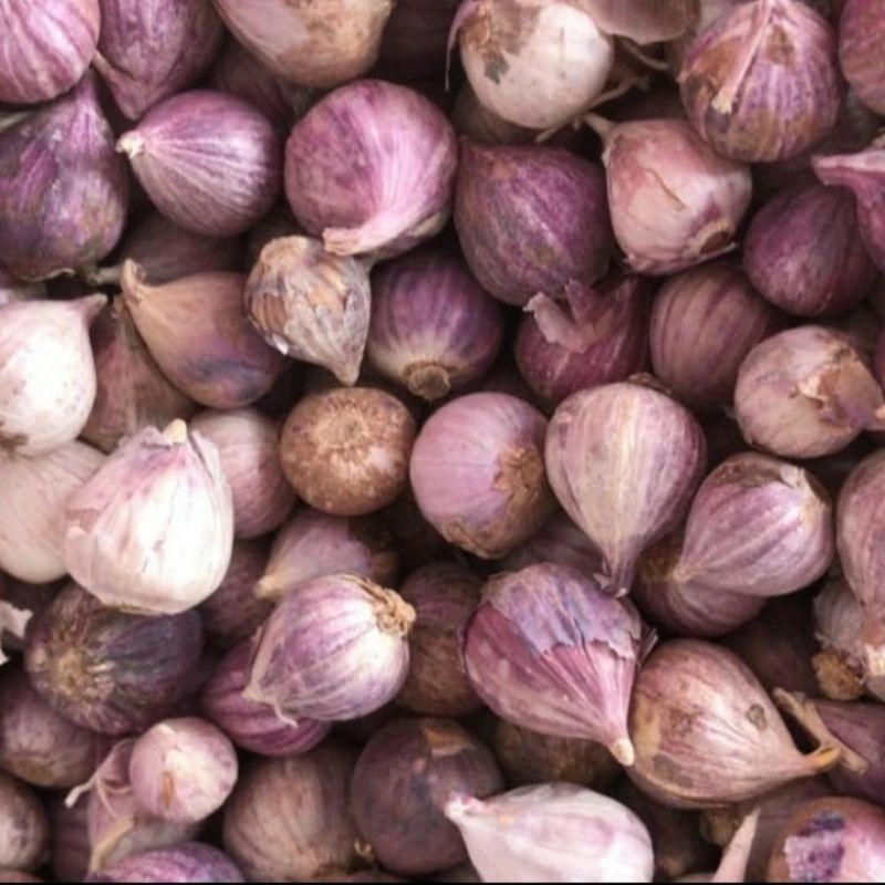 

Bawang Putih Tunggal/Bawang Lanang Warna Ungu Fresh 1 Kg